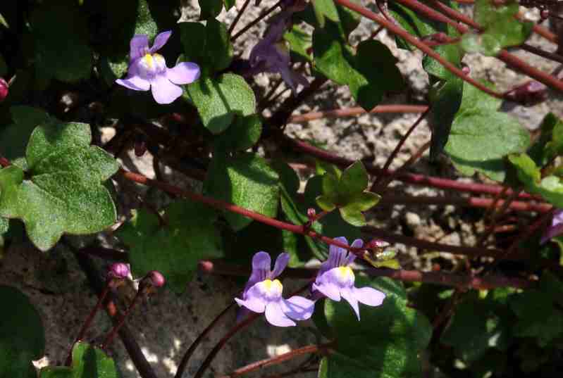 Cymbalaria muralis